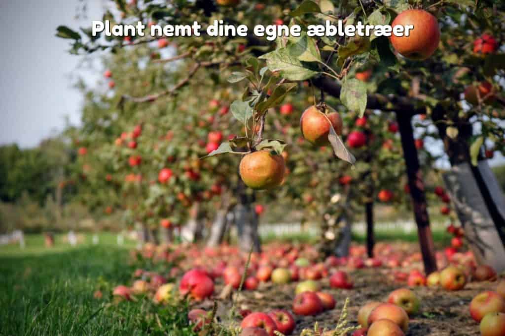 Plant nemt dine egne æbletræer