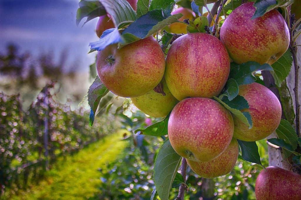 Plant flere æblesorter i din have
