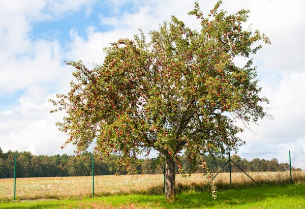 Jord til nye æbletræer