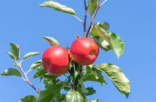 Køb dit Elstar æbletræ her